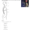 Human Anatomy & Physiology 11th edition by Elaine Marieb Test Bank1 Human Anatomy & Physiology 11th edition by Elaine Marieb Test Bank